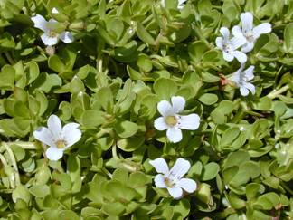 File:Starr 010818-0007 Bacopa monnieri.jpg